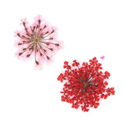 Набор разноцветных сухоцветов в контейнере 12 цветов ___KRY/LAK085 (1096)